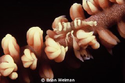 Shrimp on Sea Whip
Nikon F90X with 105mm Macro lens and ... by Brian Welman 